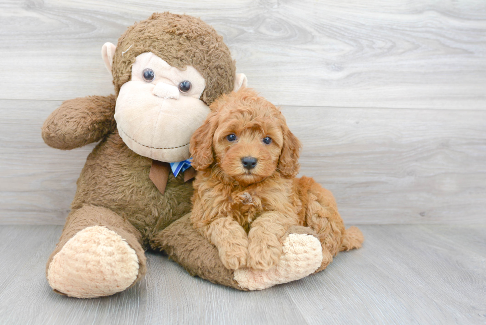 Friendly Cockapoo Baby