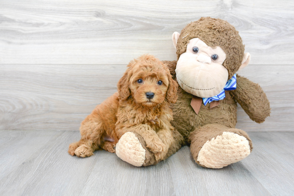 Cockapoo Pup Being Cute