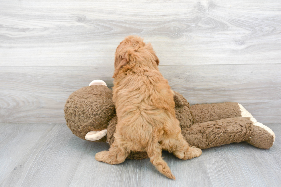 Best Cockapoo Baby