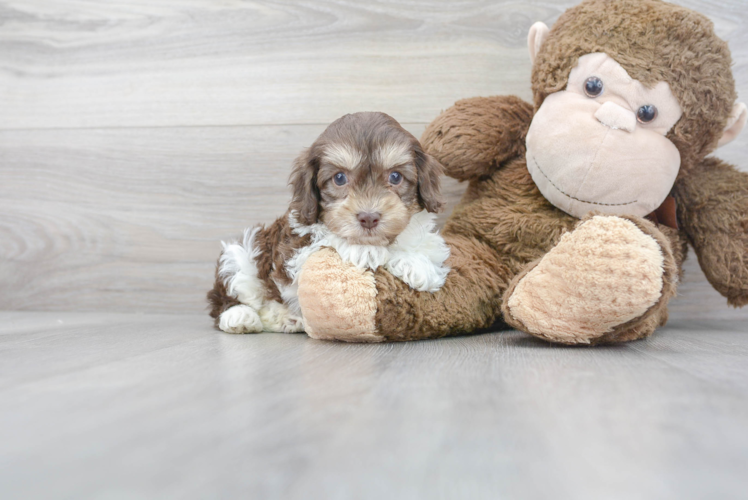 Cockapoo Puppy for Adoption