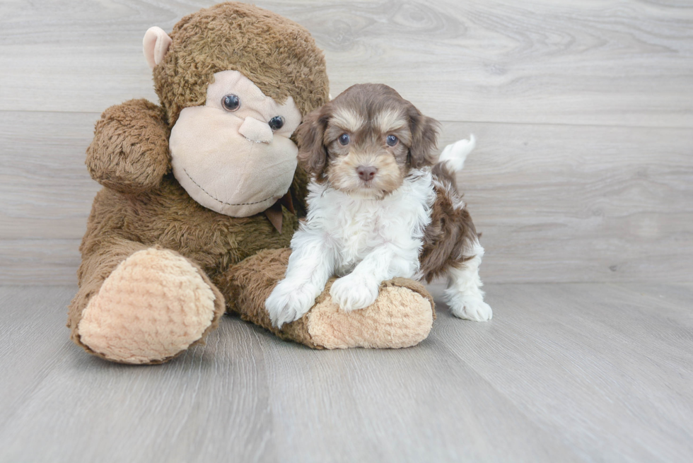 Cockapoo Puppy for Adoption