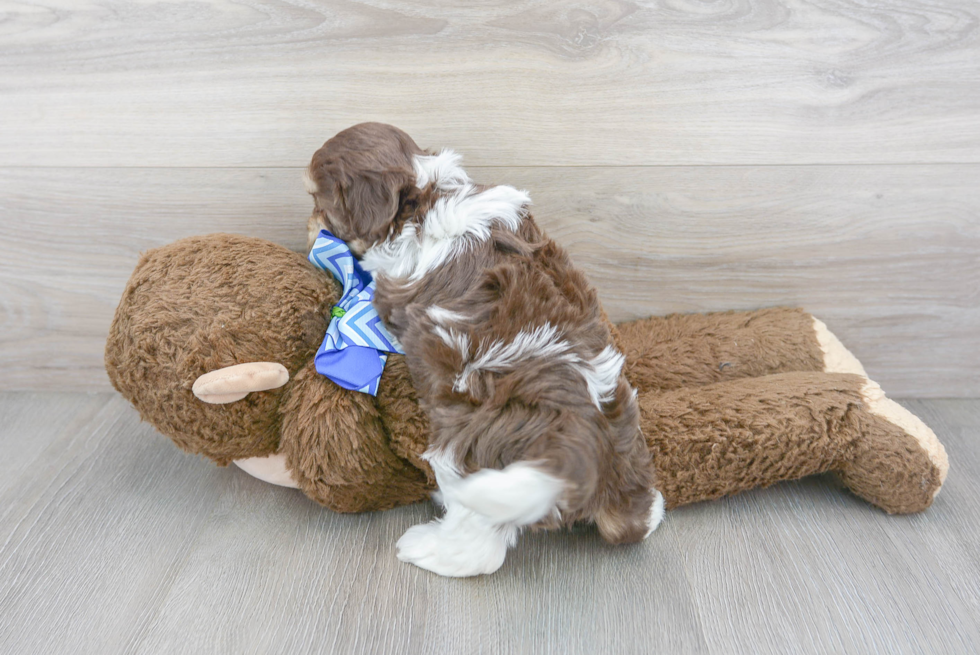 Sweet Cockapoo Baby