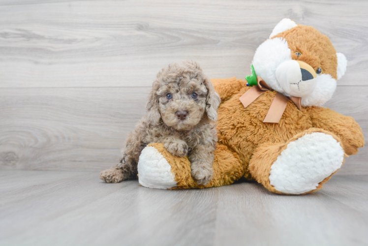 Cute Cockerpoo Poodle Mix Puppy