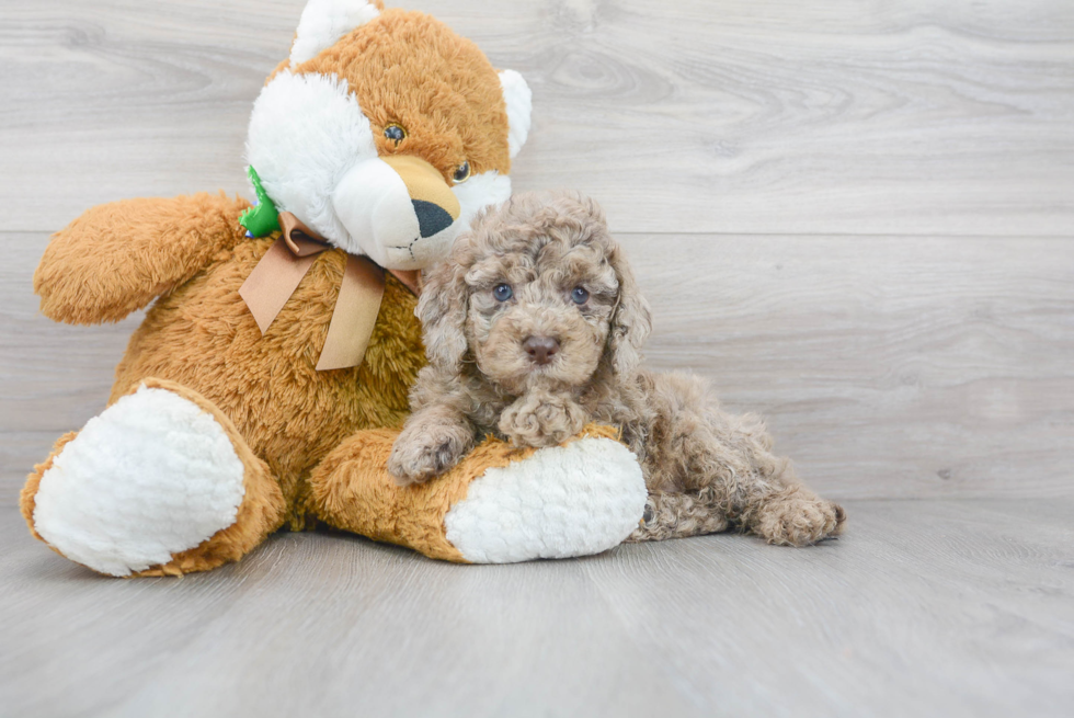 Cute Cockerpoo Poodle Mix Puppy