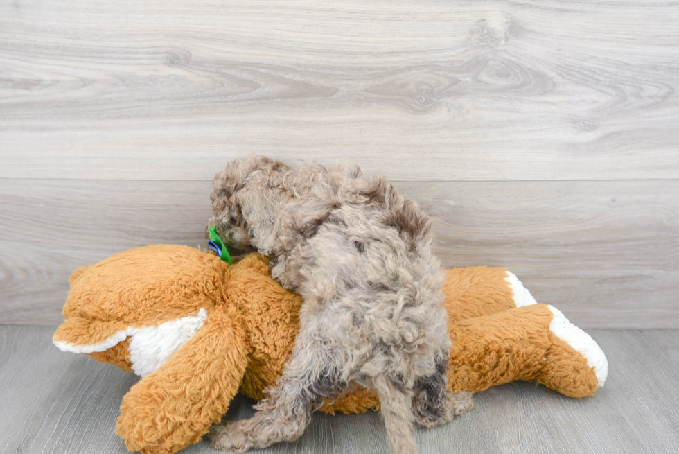 Cockapoo Puppy for Adoption