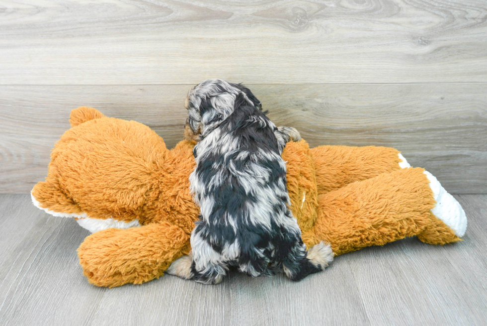 Best Cockapoo Baby