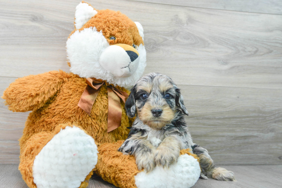 Petite Cockapoo Poodle Mix Pup