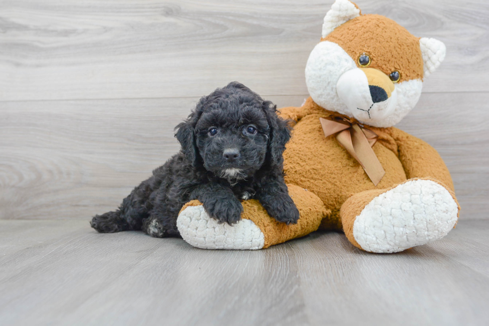 Friendly Cockapoo Baby