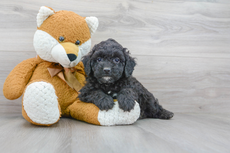 Adorable Cockerpoo Poodle Mix Puppy