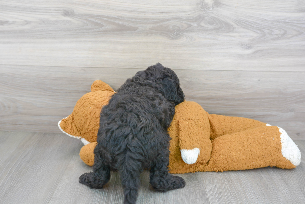 Cockapoo Pup Being Cute