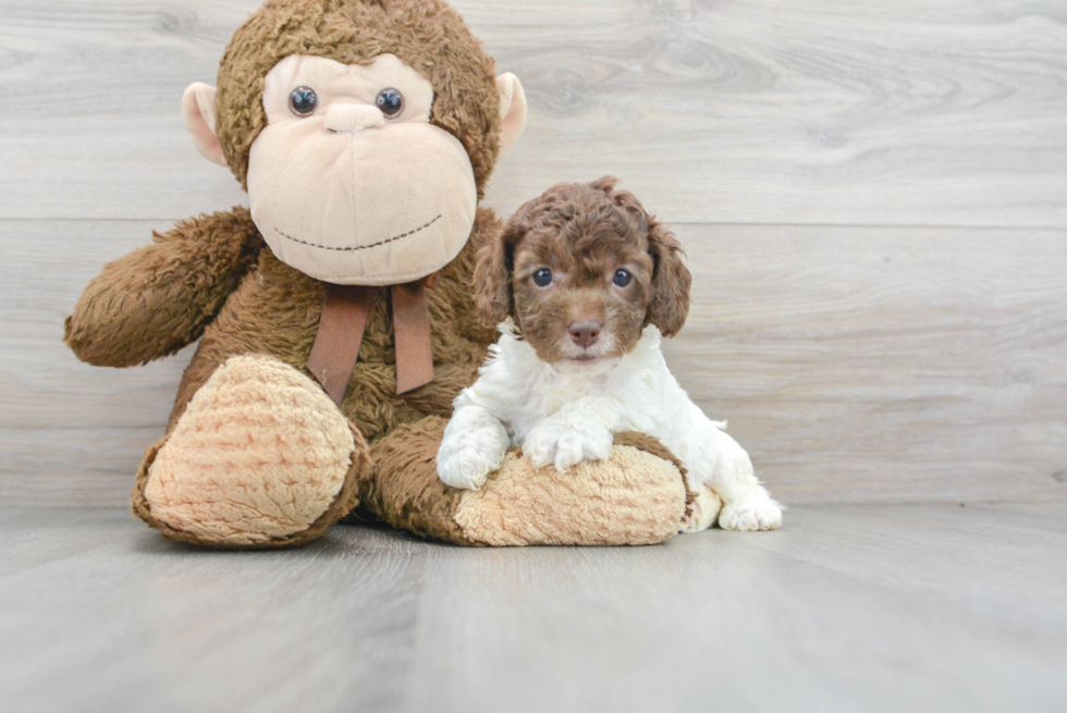 Cockapoo Puppy for Adoption