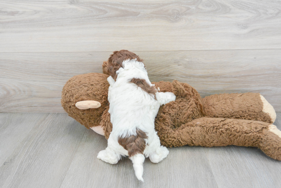 Petite Cockapoo Poodle Mix Pup