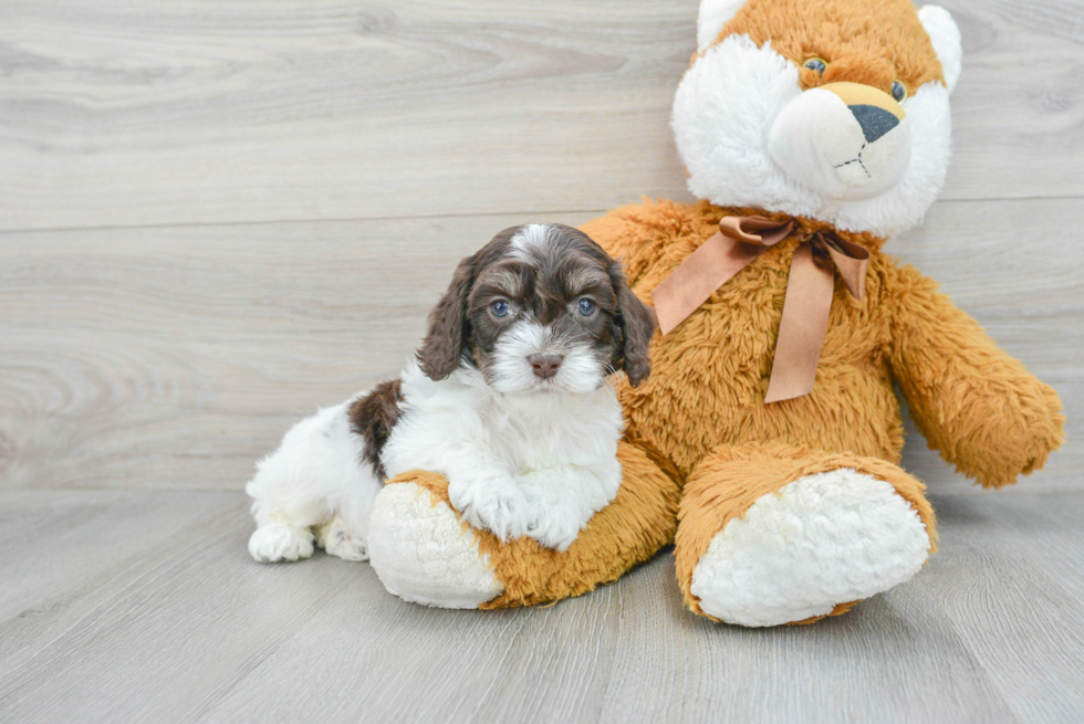 Happy Cockapoo Baby