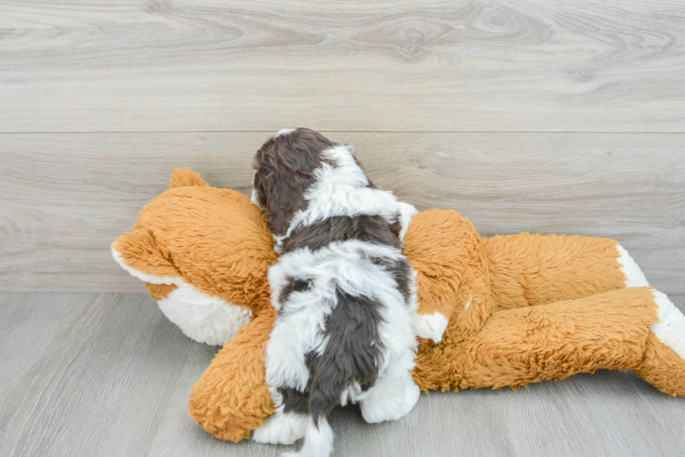 Cockapoo Puppy for Adoption