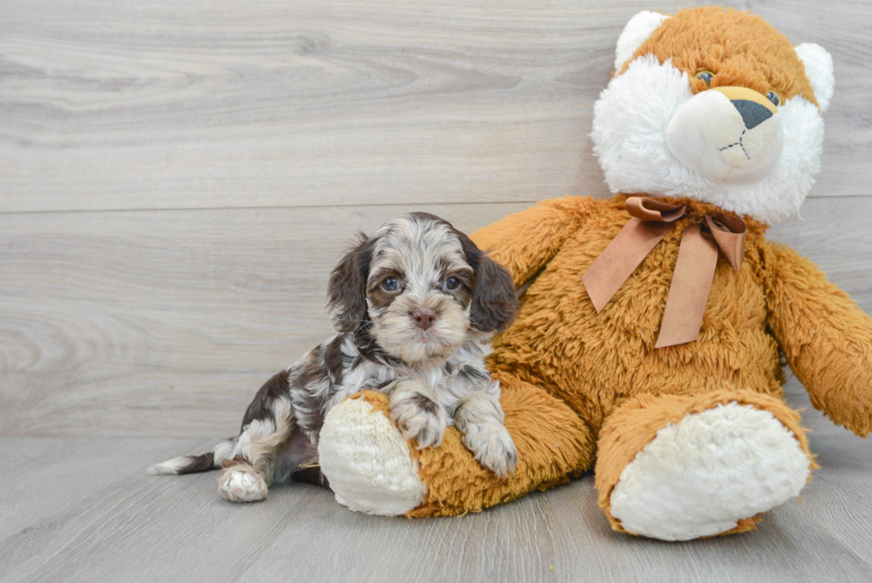 Adorable Cockerpoo Poodle Mix Puppy