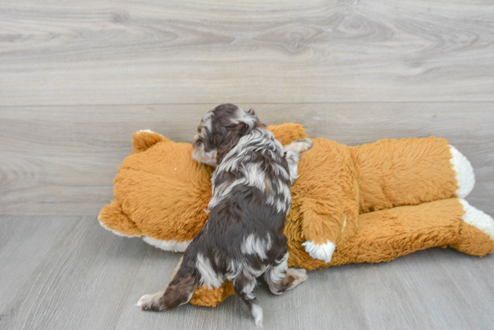 Sweet Cockapoo Baby