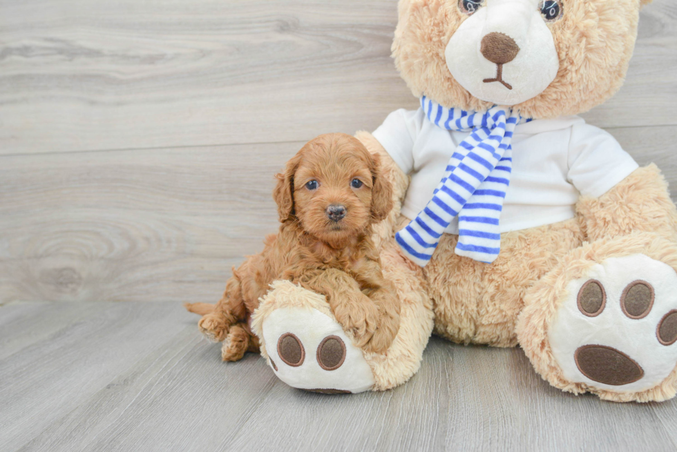 Cockapoo Pup Being Cute