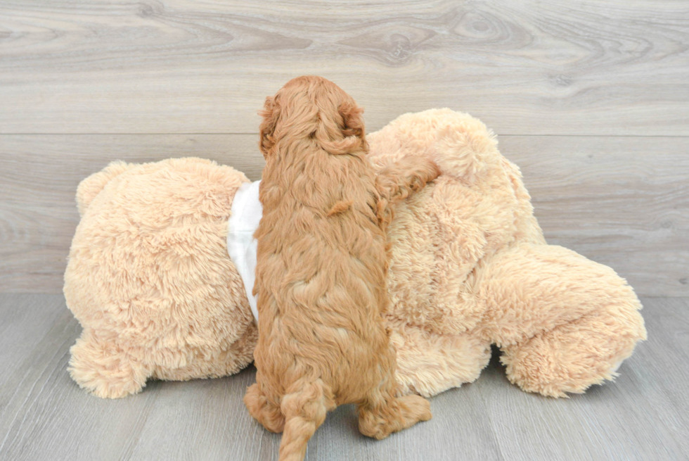 Cockapoo Pup Being Cute