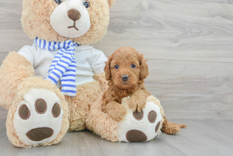 Hypoallergenic Cockerpoo Poodle Mix Puppy