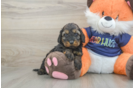 Little Cocker Doodle Poodle Mix Puppy