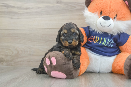 Little Cocker Doodle Poodle Mix Puppy