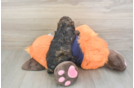 Happy Cockapoo Baby