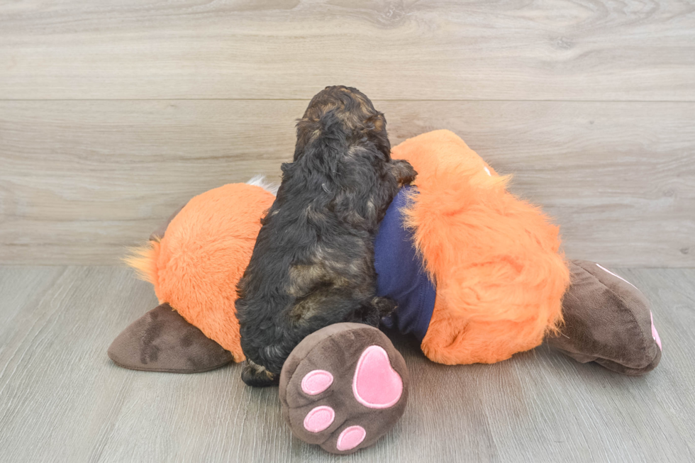 Happy Cockapoo Baby