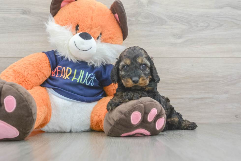 Cockapoo Puppy for Adoption