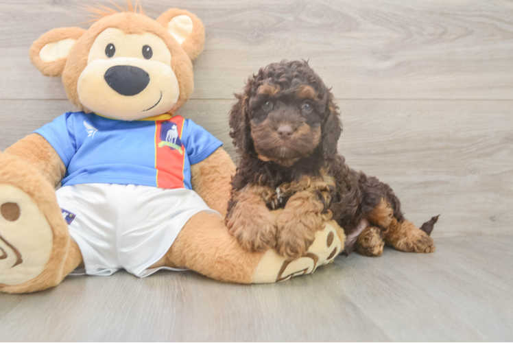 Sweet Cockapoo Baby