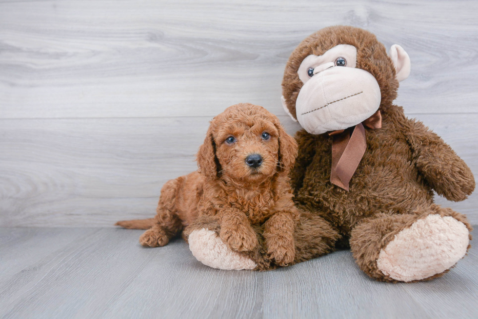 Petite Cockapoo Poodle Mix Pup