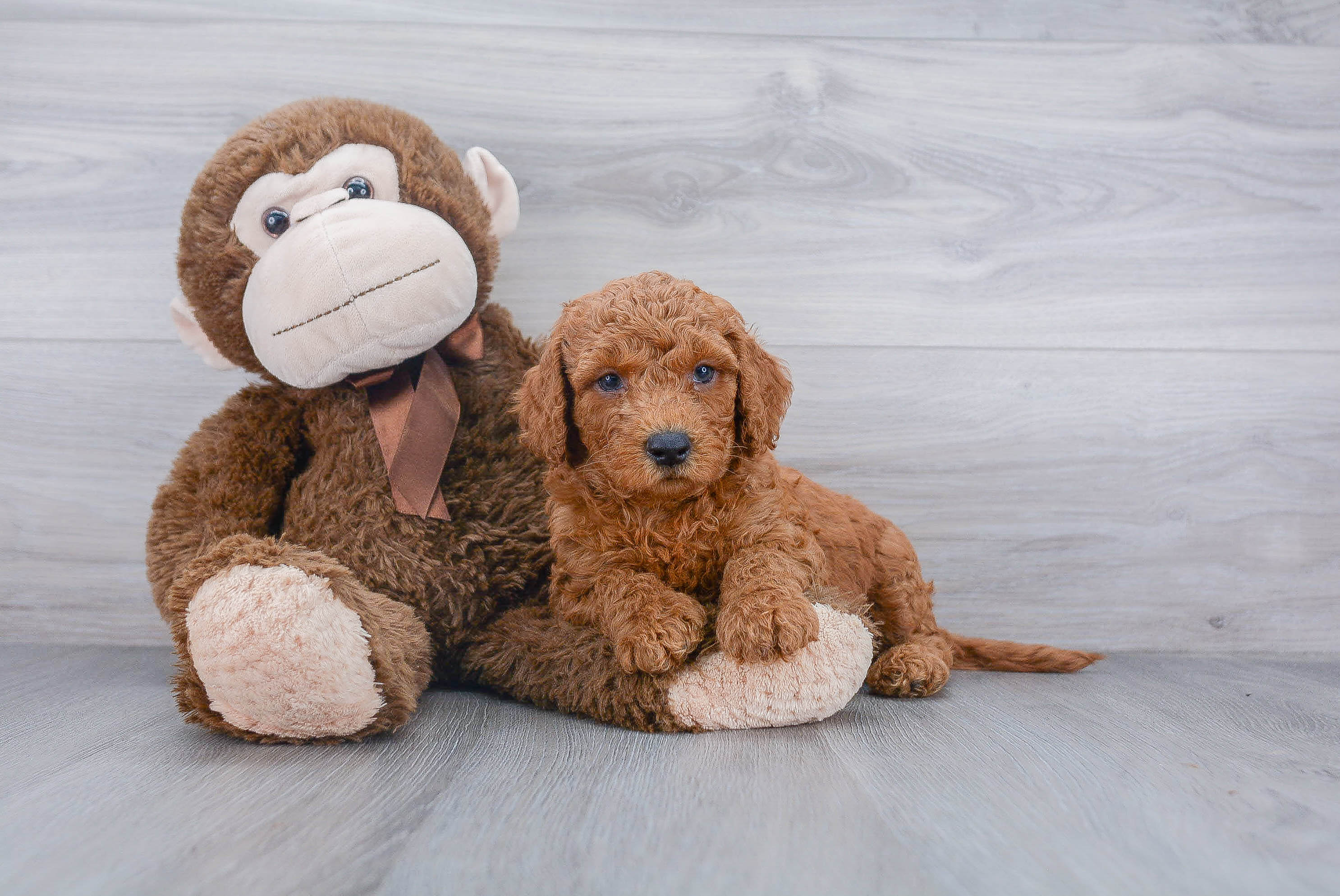 Happy Cockapoo Baby