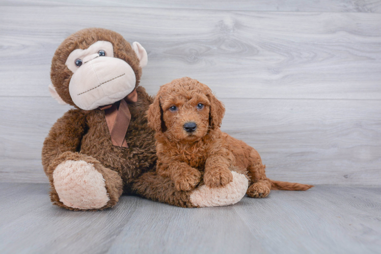 Happy Cockapoo Baby