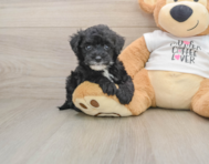 5 week old Cockapoo Puppy For Sale - Premier Pups