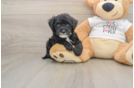 Best Cockapoo Baby