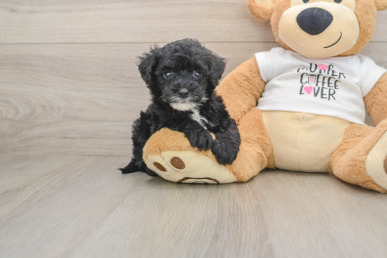 Best Cockapoo Baby