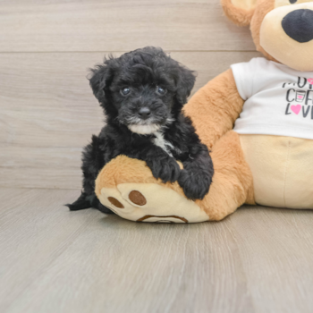 Best Cockapoo Baby