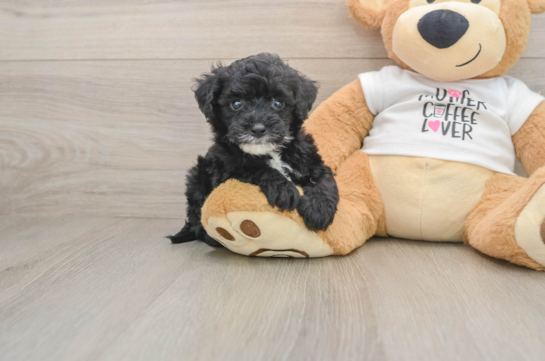 Best Cockapoo Baby
