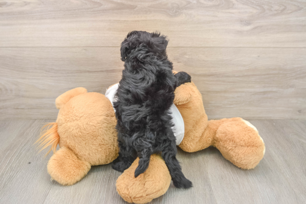 Cockapoo Puppy for Adoption