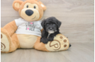 Playful Cocker Doodle Poodle Mix Puppy