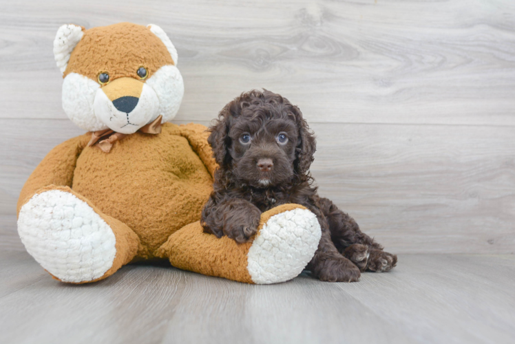 Adorable Cockerpoo Poodle Mix Puppy