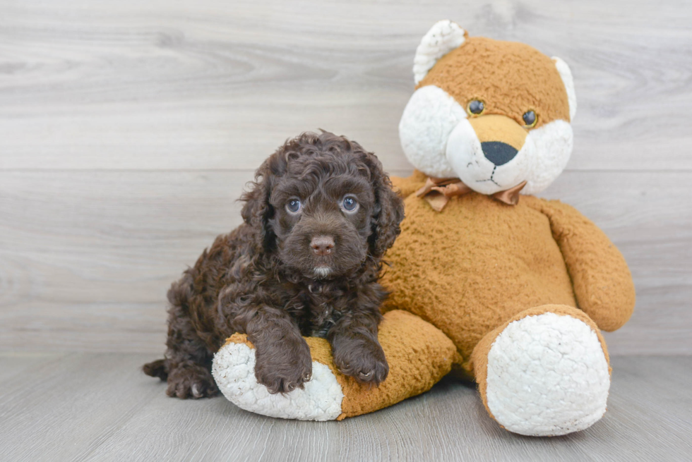 Best Cockapoo Baby