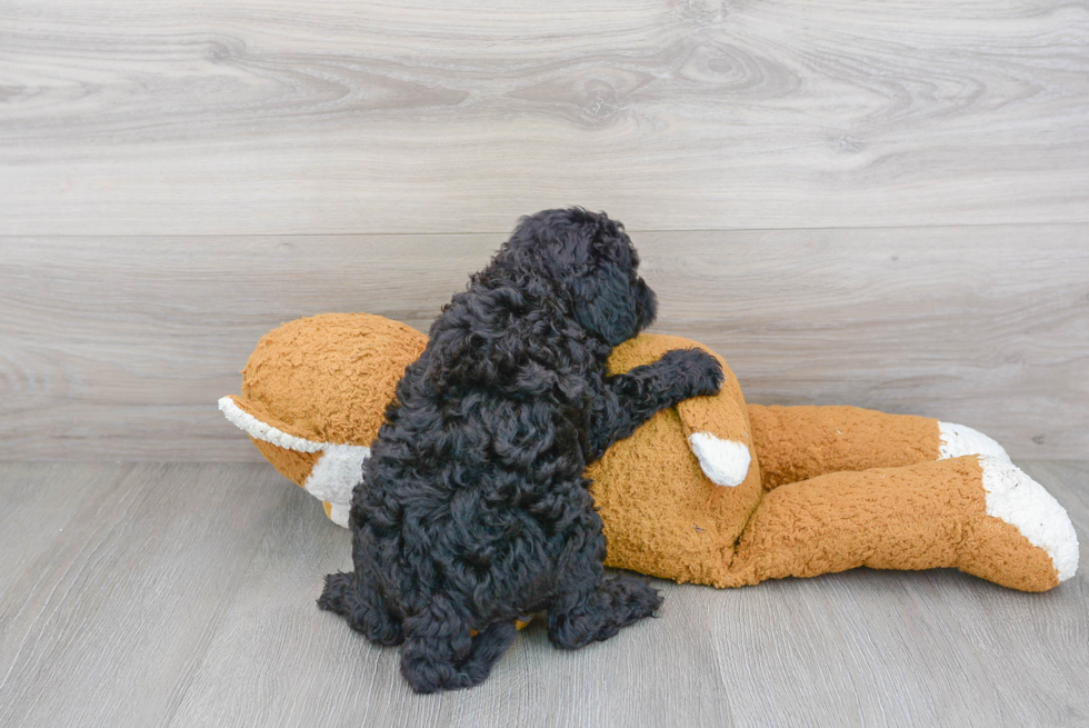 Cute Cockapoo Poodle Mix Pup