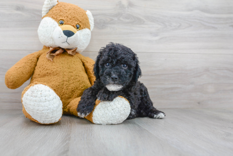 Cute Cockapoo Poodle Mix Pup
