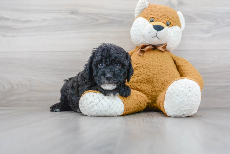 Cockapoo Puppy for Adoption