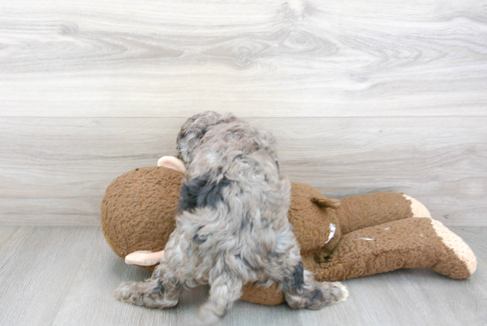 Cockapoo Puppy for Adoption