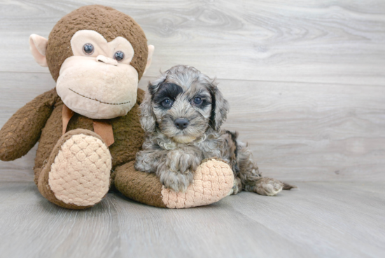 Best Cockapoo Baby