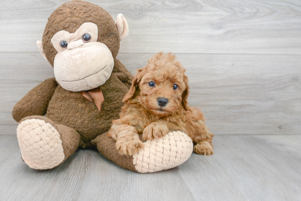 Popular Cockapoo Poodle Mix Pup