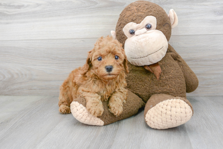 Cockapoo Pup Being Cute