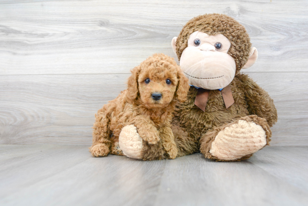 Funny Cockapoo Poodle Mix Pup