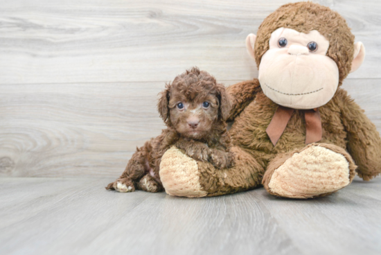 Playful Cockerpoo Poodle Mix Puppy